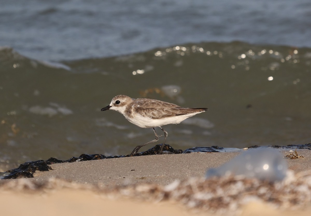 Tibetan Sand-Plover - ML377036871