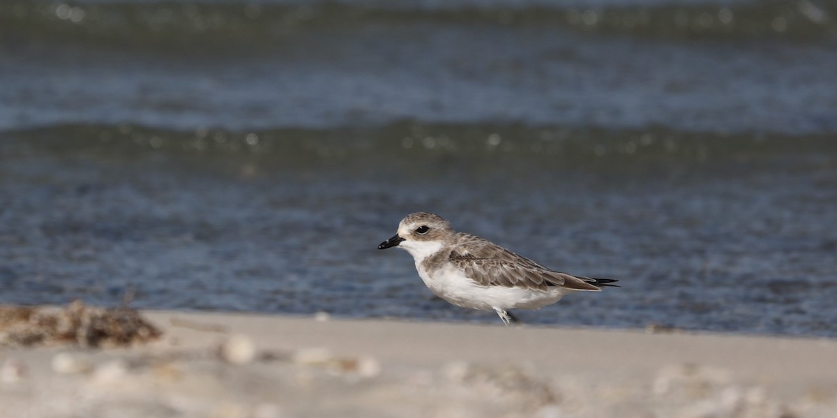 Tibetan Sand-Plover - ML377036891