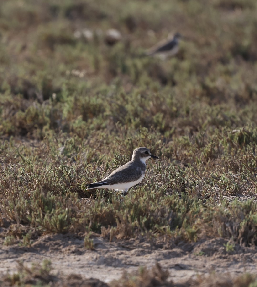 Greater Sand-Plover - ML377037091