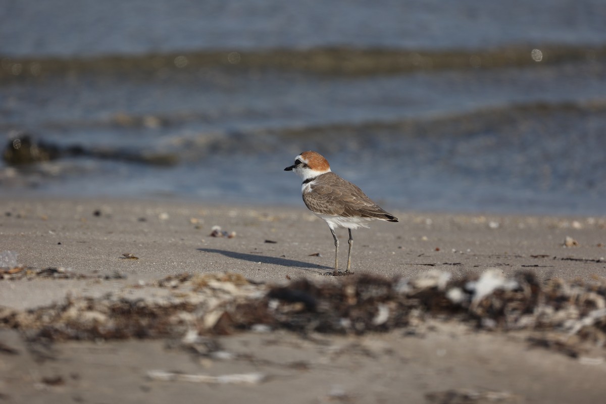 Kentish Plover - ML377037271