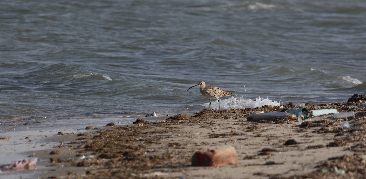 Eurasian Curlew - ML377037361