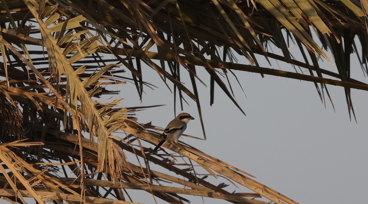 Great Gray Shrike - ML377037591