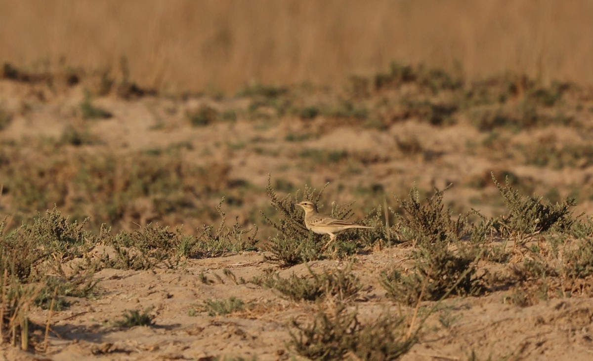 Tawny Pipit - ML377037691