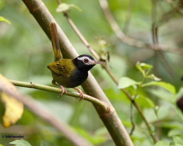 White-browed Tailorbird - ML377038441