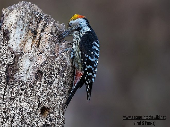 Brown-fronted Woodpecker - Pankaj Maheria