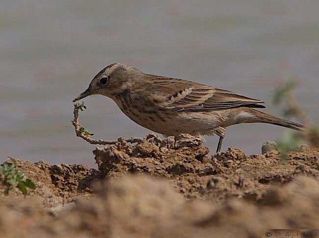 Water Pipit - Arpit Bansal