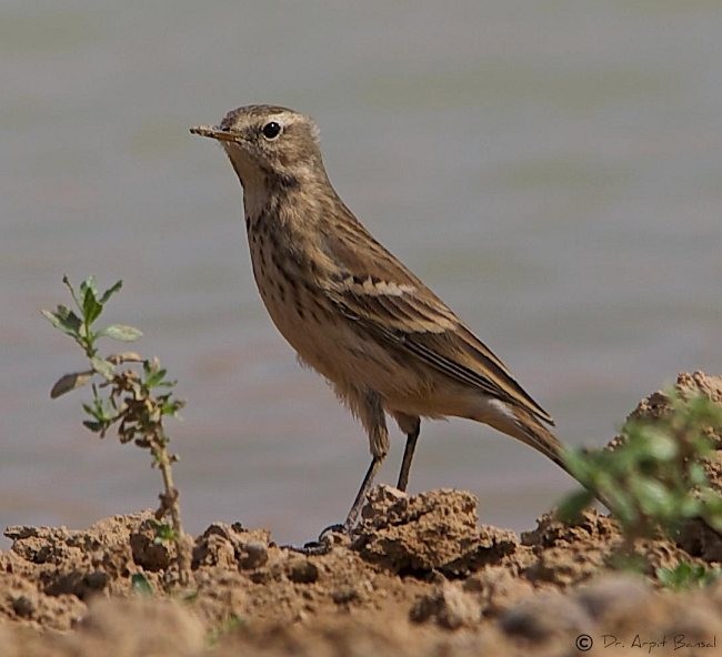 Water Pipit - Arpit Bansal