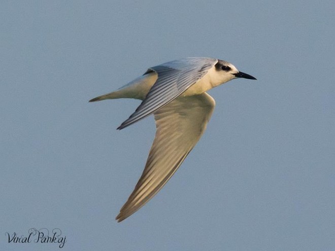 Whiskered Tern - Pankaj Maheria