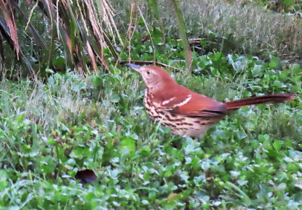 Brown Thrasher - ML377042171