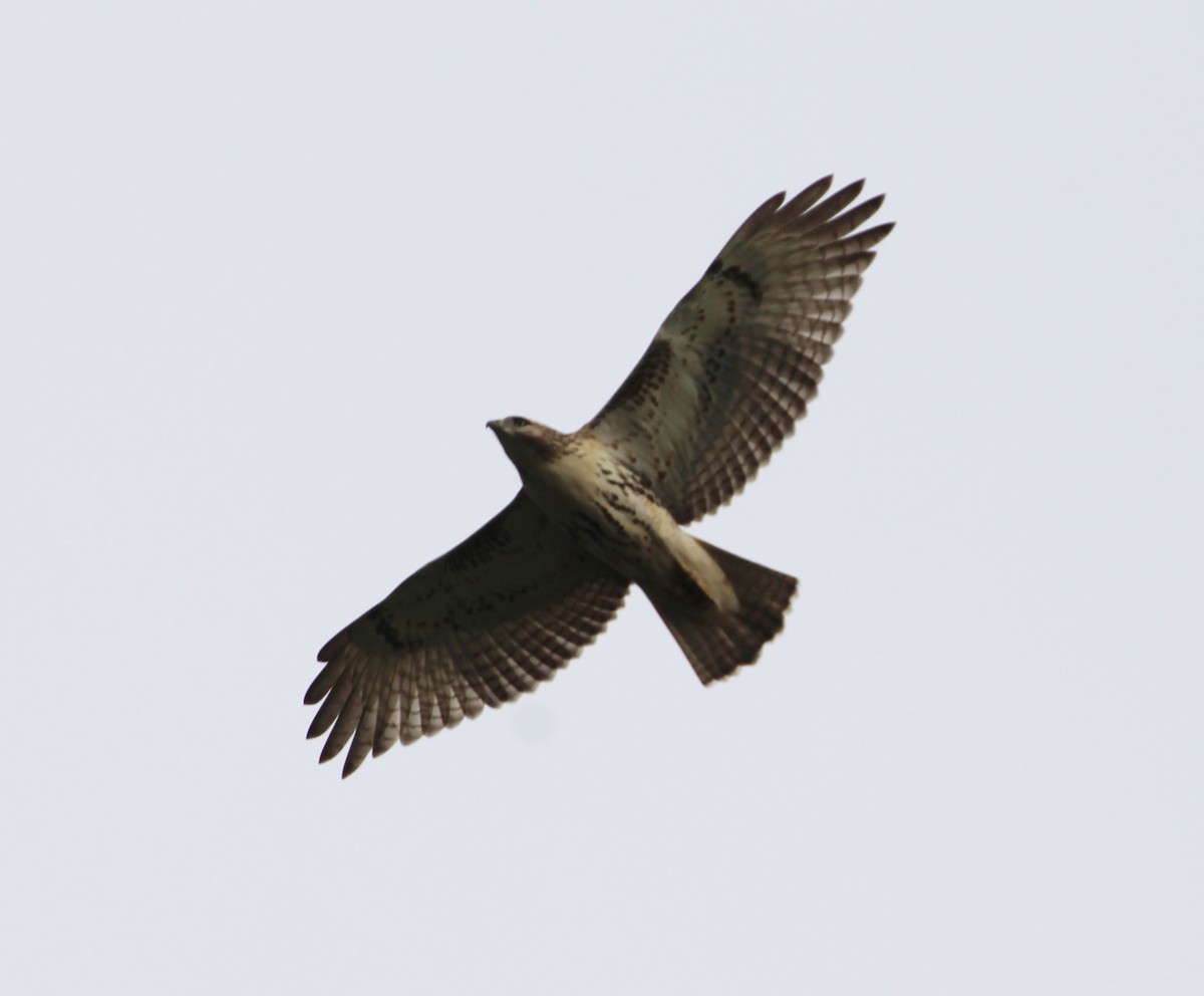 Red-tailed Hawk - ML377042221