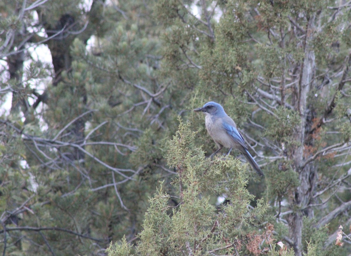 Woodhouse's Scrub-Jay - ML377043141