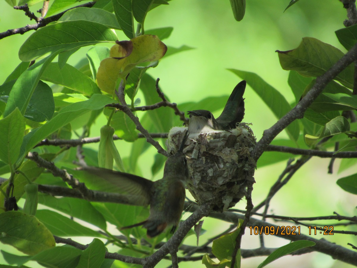 Inagua Woodstar - ML377043491