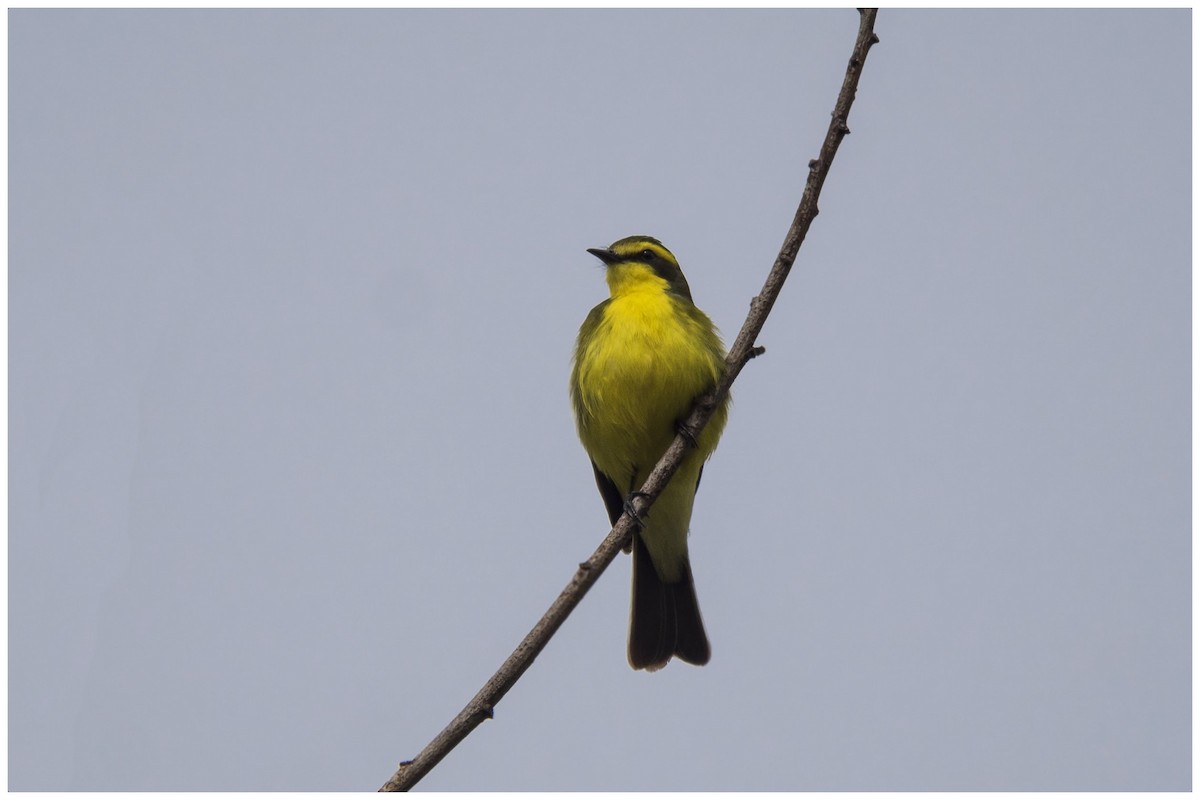 Yellow-browed Tyrant - ML377043551