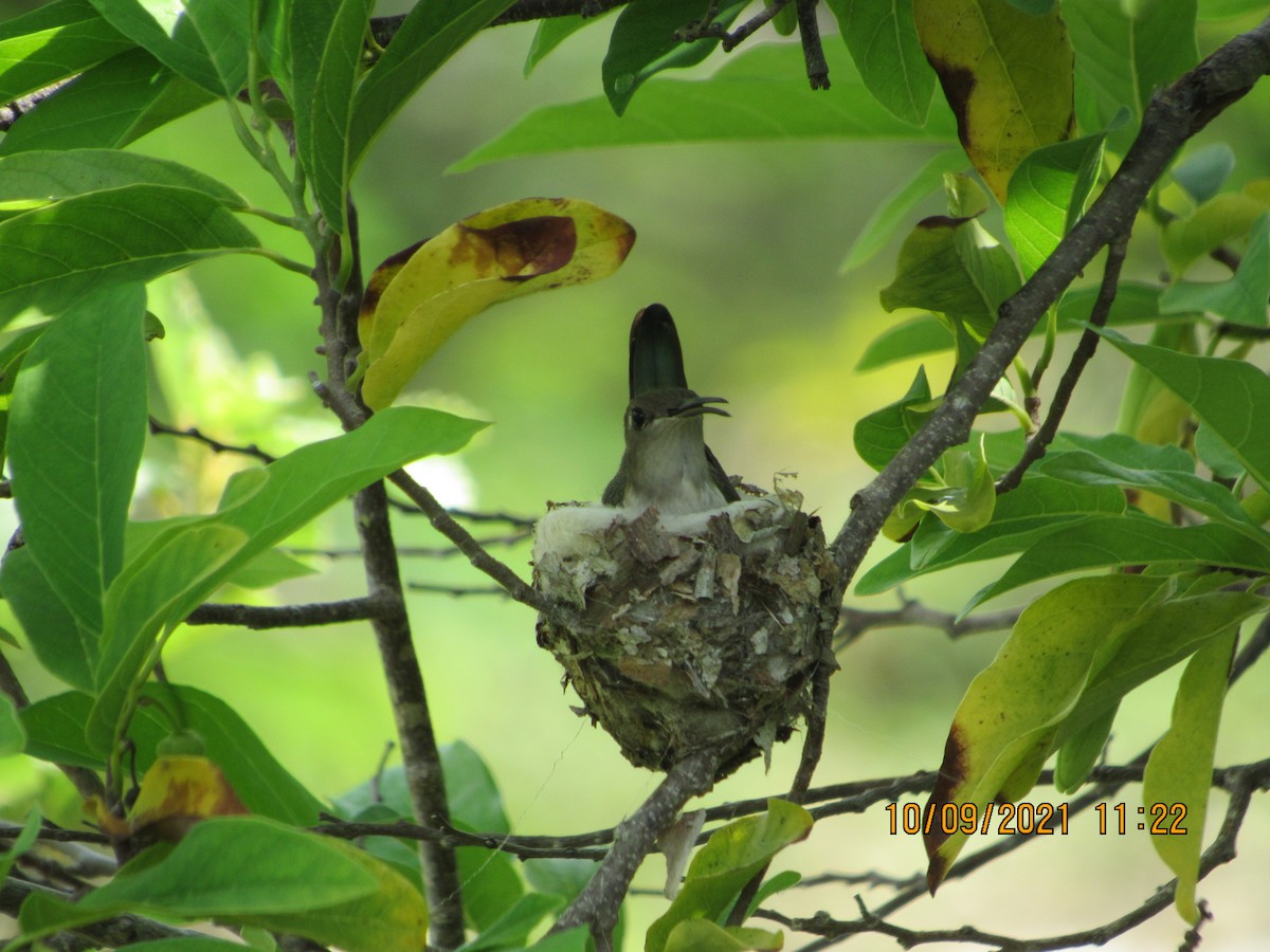 Inagua Woodstar - ML377043581