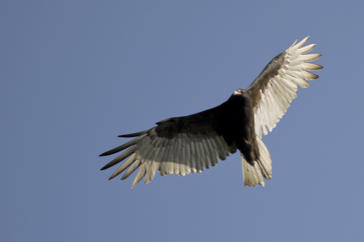 Aura Gallipavo - ML377045941