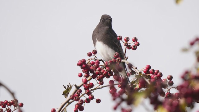 Black Phoebe - ML377046291