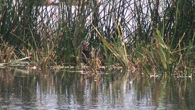 Glossy/White-faced Ibis - ML377046701