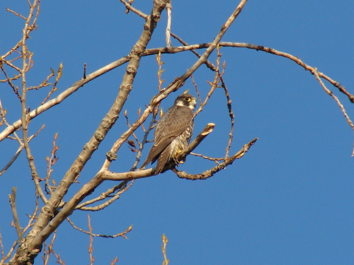 Peregrine Falcon - ML37704701