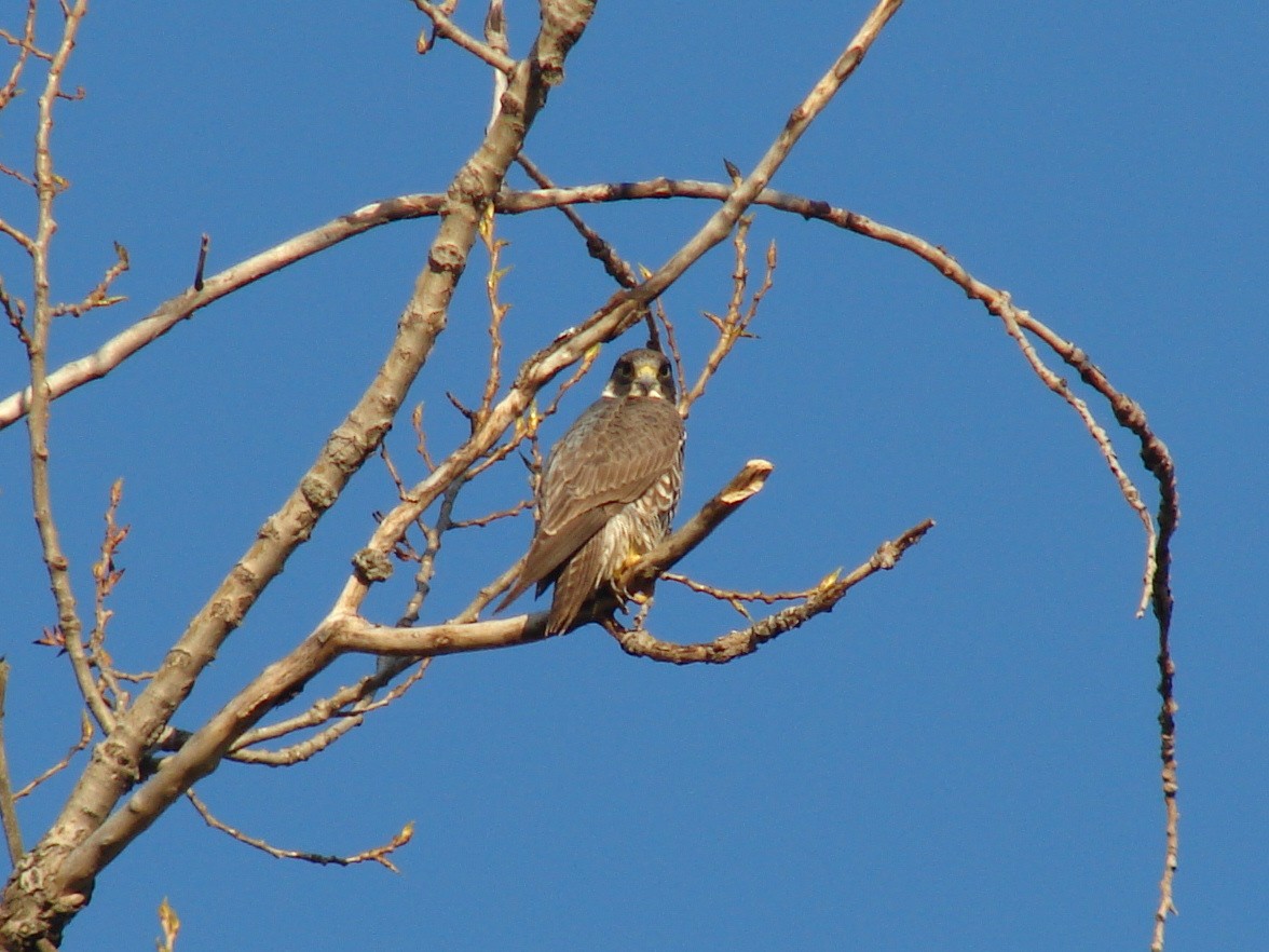 Halcón Peregrino - ML37704711