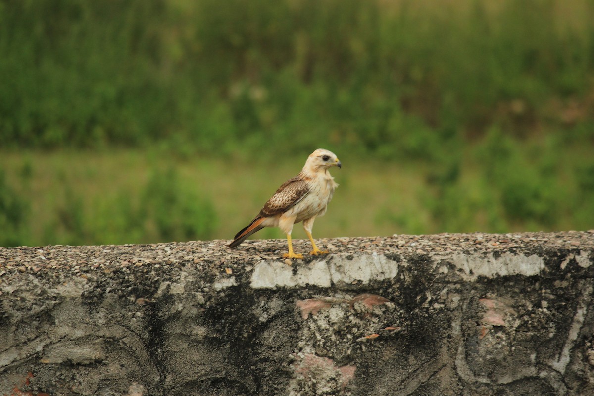 White-eyed Buzzard - Arun George