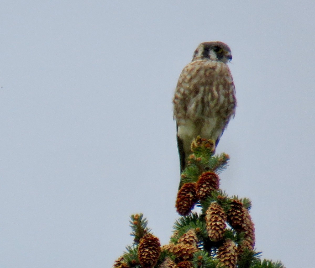 American Kestrel - ML377047431