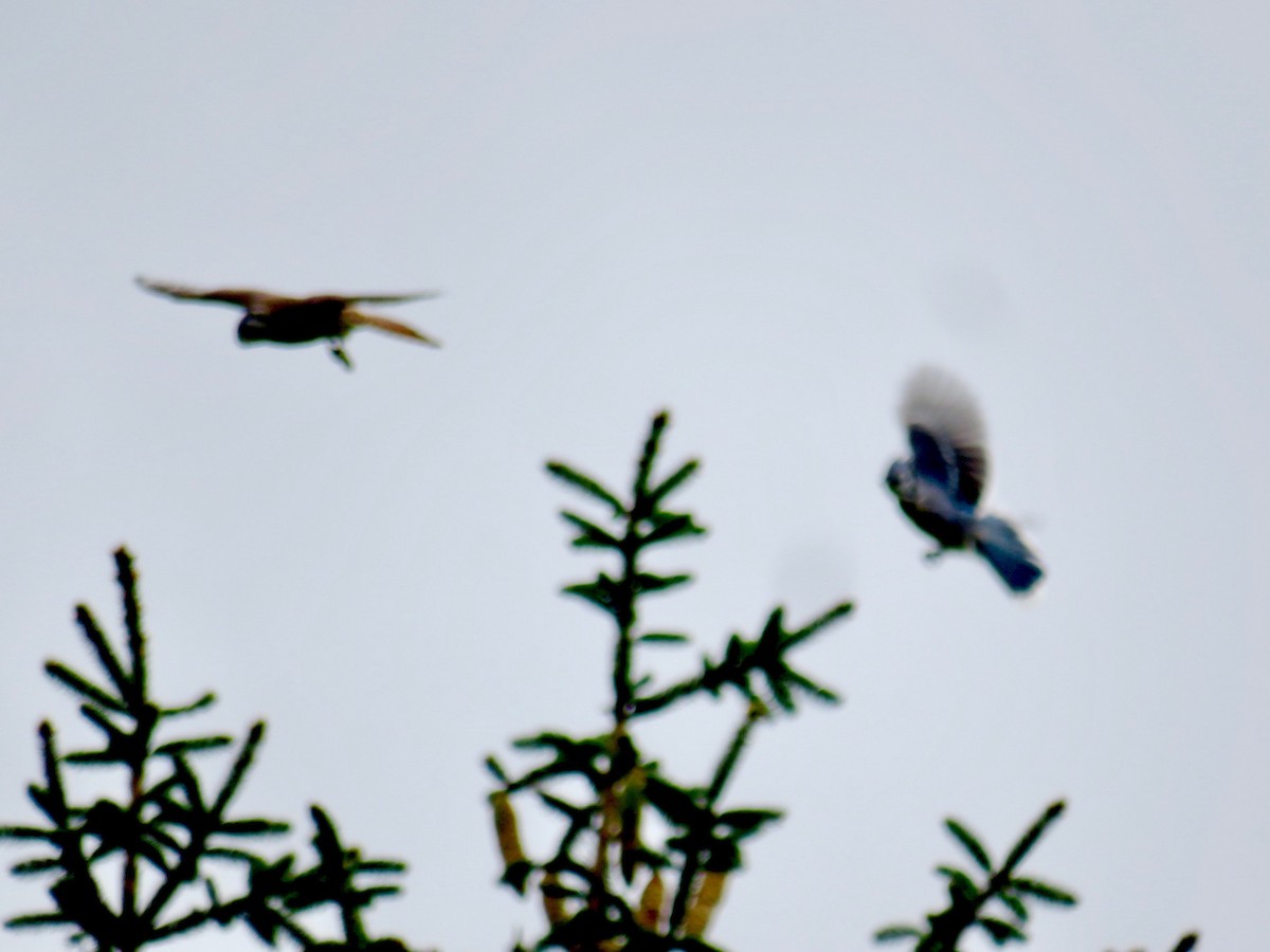 American Kestrel - ML377047441