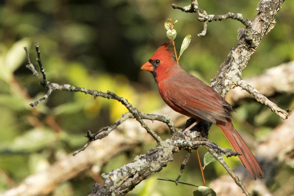 Cardenal Norteño - ML377048241