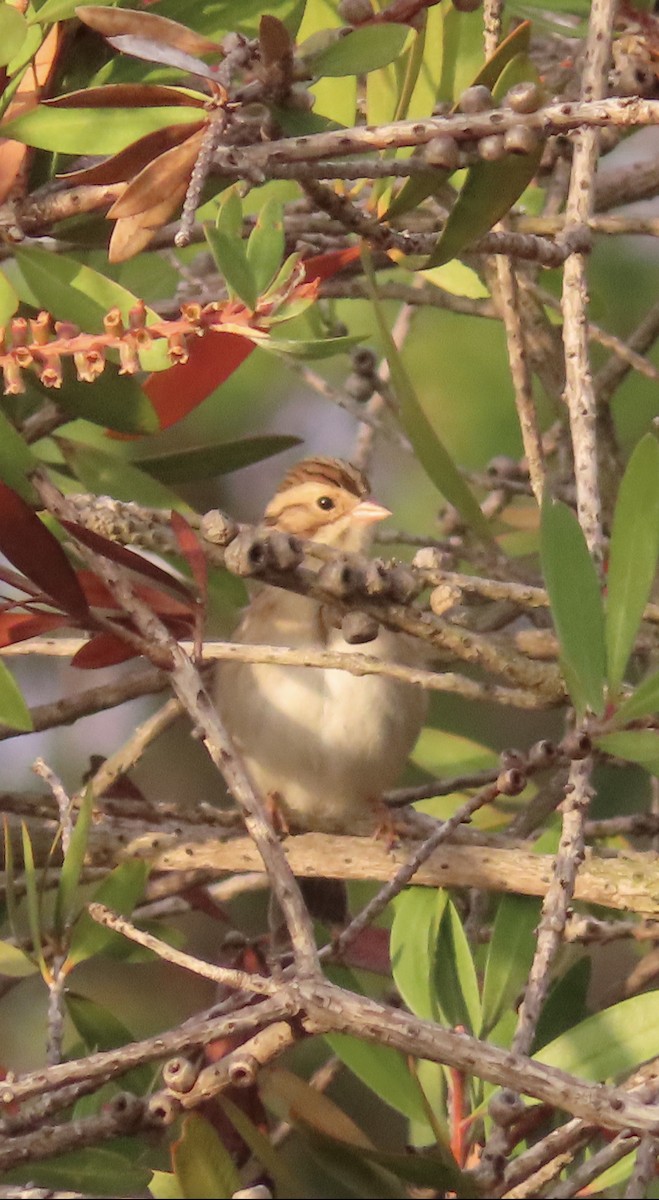 Clay-colored Sparrow - ML377049181