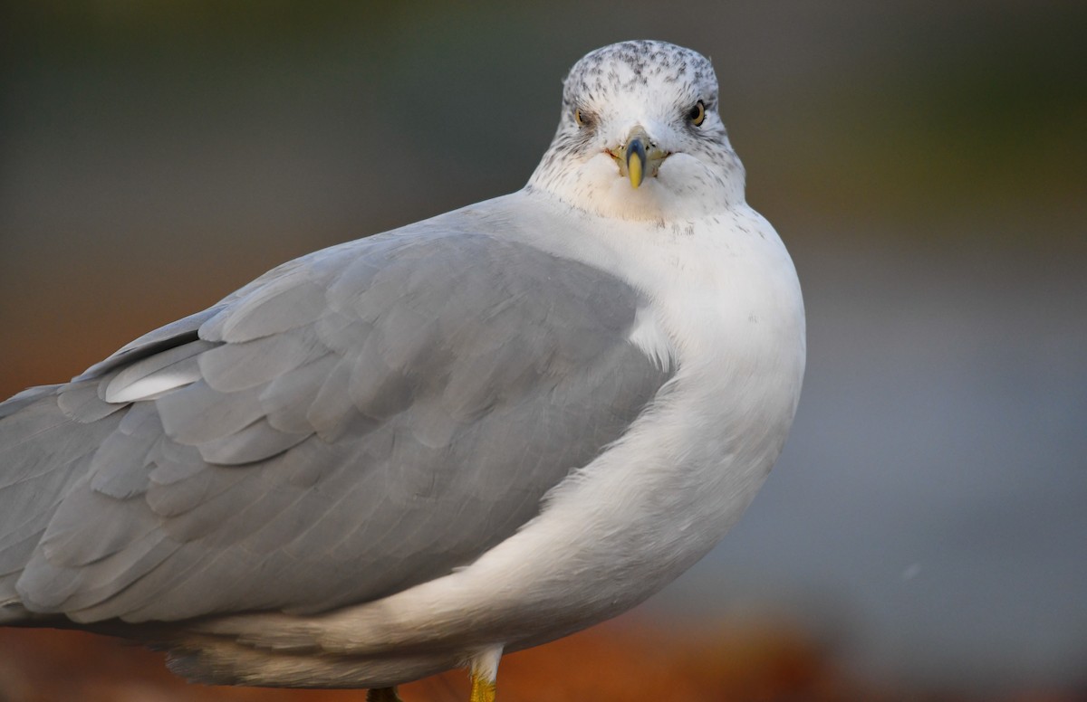 Gaviota de Delaware - ML377050221