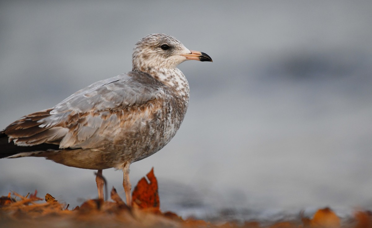 Gaviota de Delaware - ML377050261