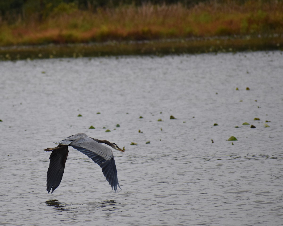 Great Blue Heron - ML377054401