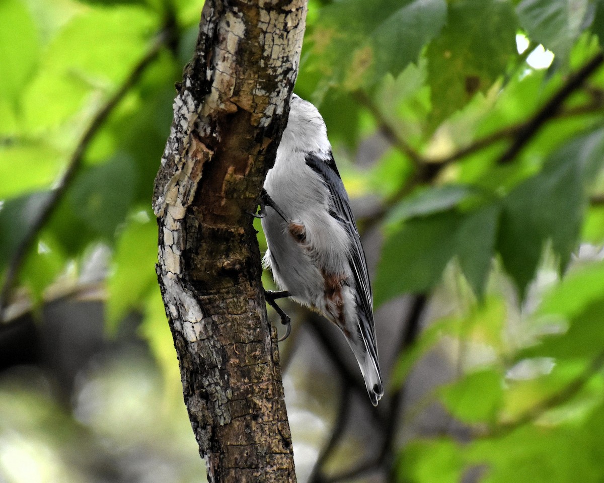 White-breasted Nuthatch - ML377054521