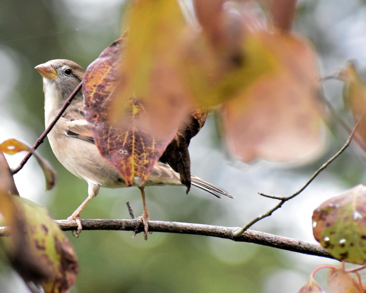 House Sparrow - ML377054561