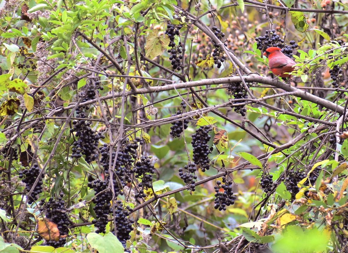 Northern Cardinal - Claire  Kluskens