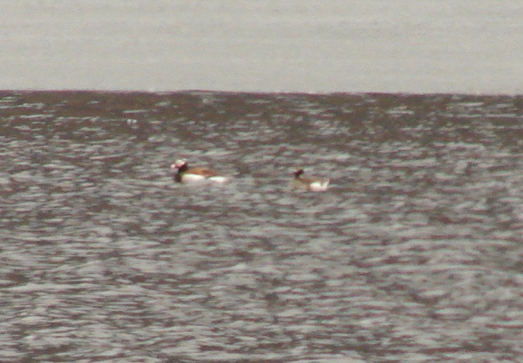 Long-tailed Duck - ML37705481
