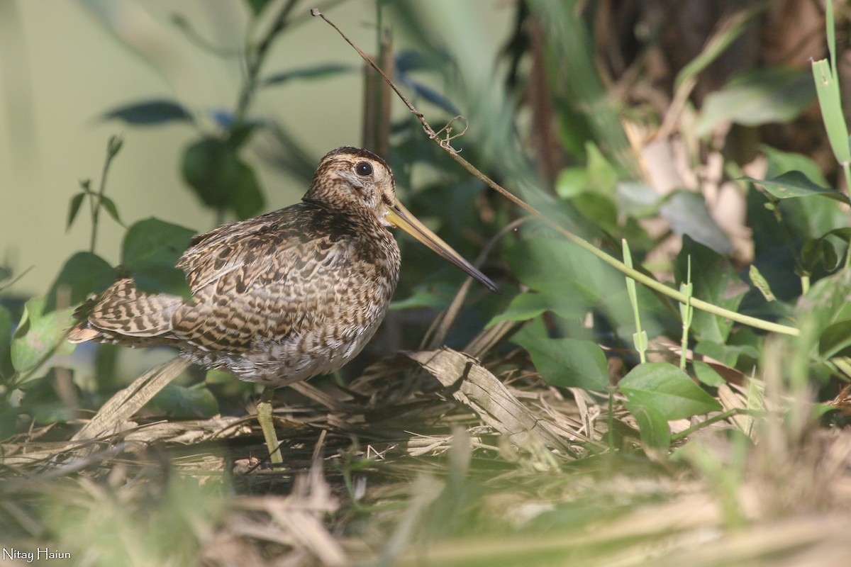 Pin-tailed Snipe - ML377059021