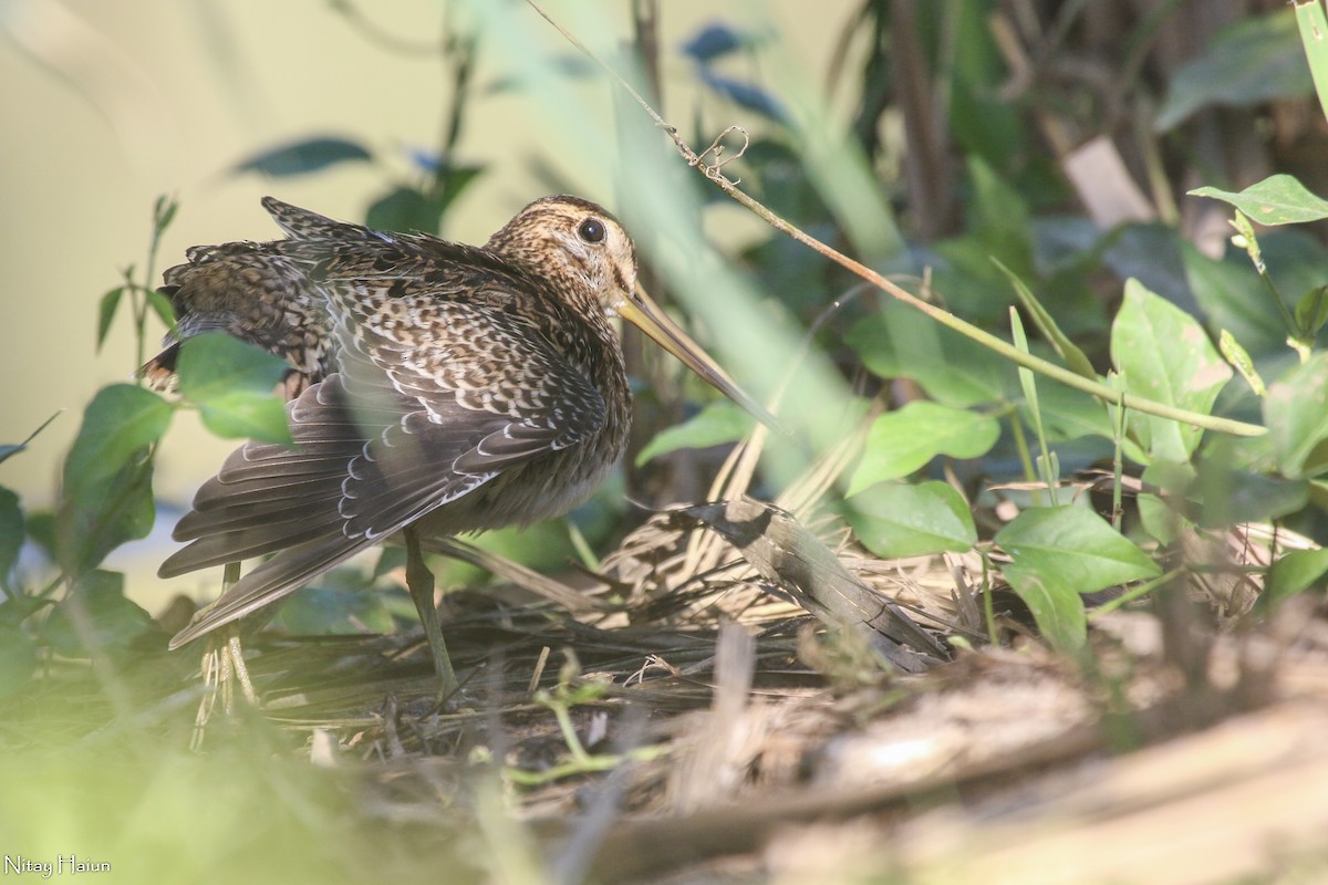 Pin-tailed Snipe - ML377059101