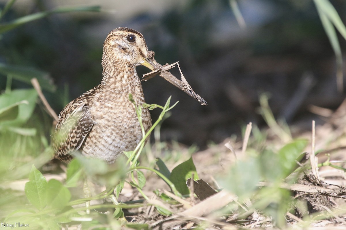 Pin-tailed Snipe - ML377059171