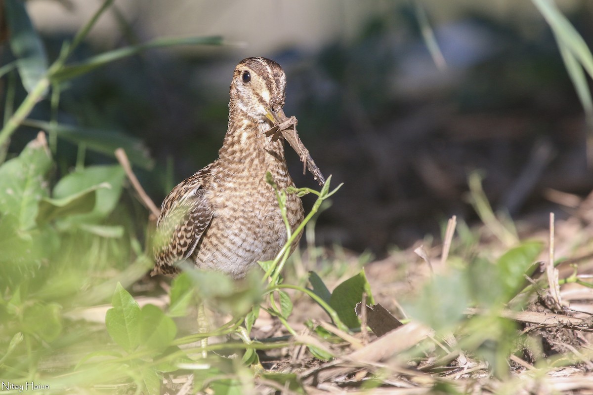 Pin-tailed Snipe - ML377059181