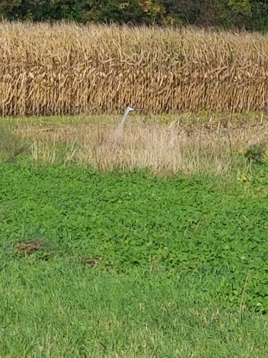 Sandhill Crane - ML377059941