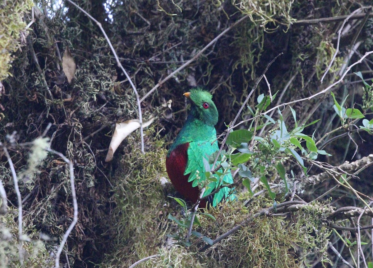 Crested Quetzal - ML377059951