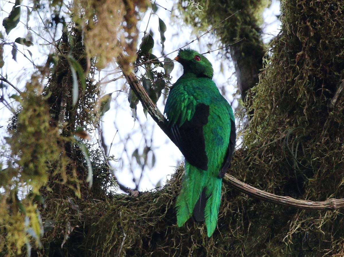 Crested Quetzal - ML377060001