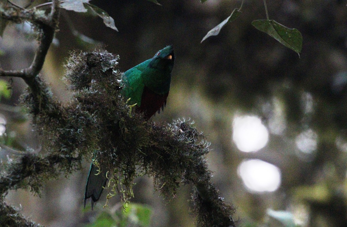 Crested Quetzal - ML377060051