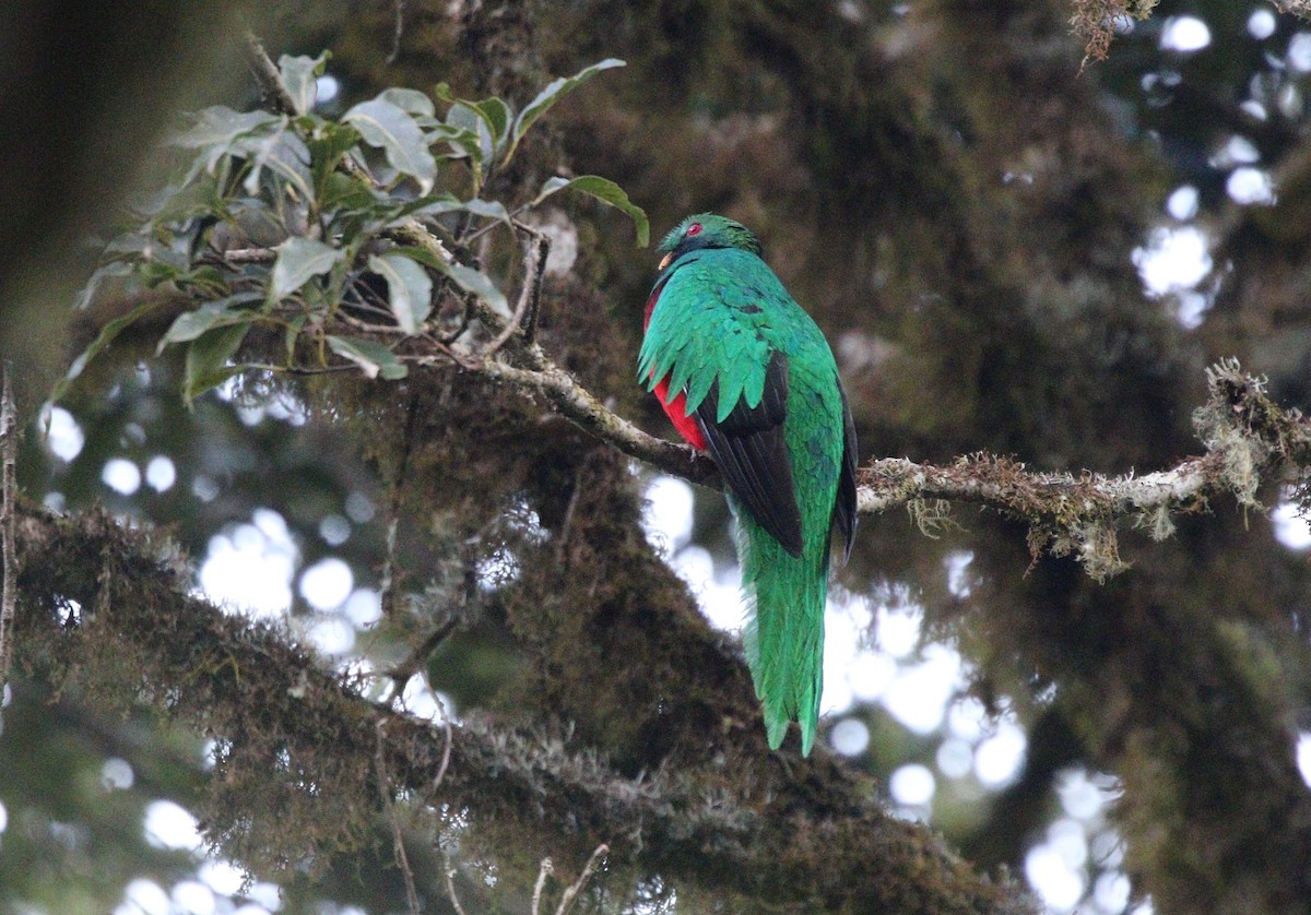 Crested Quetzal - ML377060121