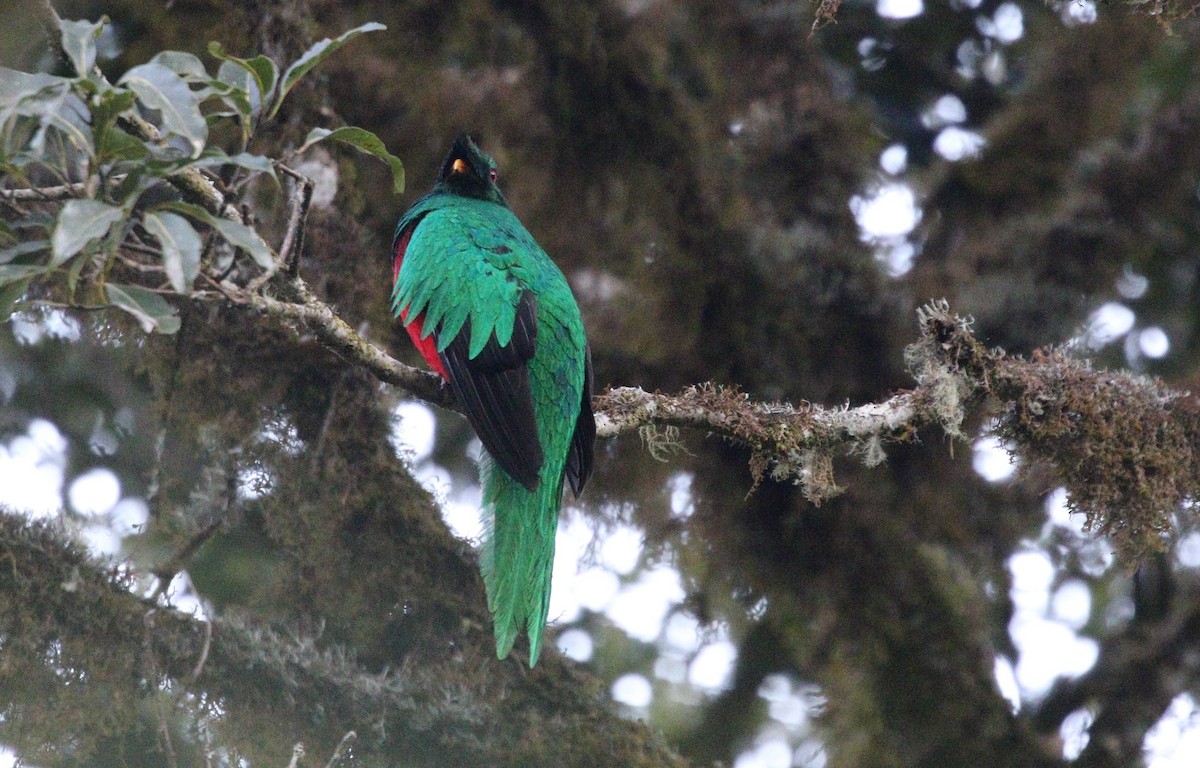 Crested Quetzal - ML377060141