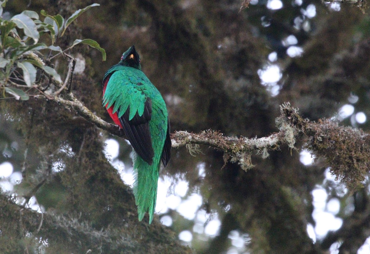 Crested Quetzal - ML377060161