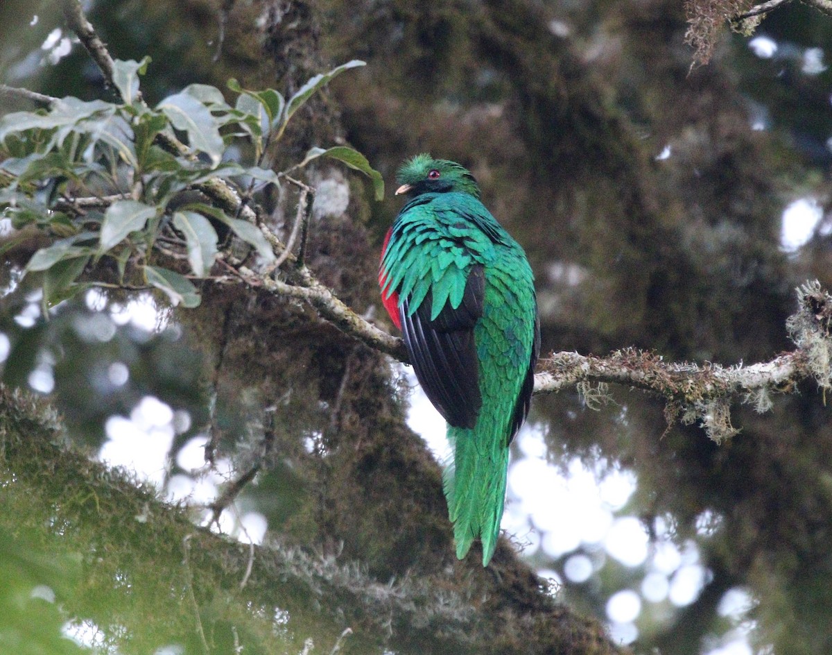 Crested Quetzal - ML377060181