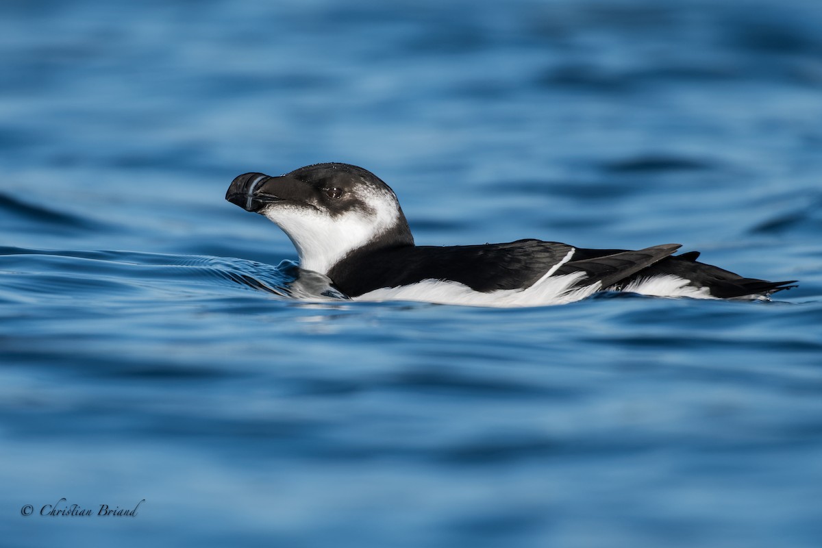 Razorbill - Christian Briand