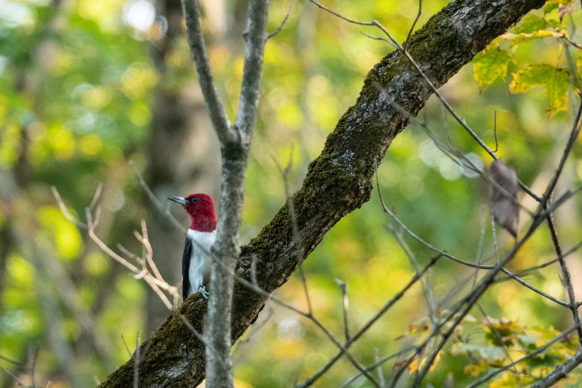 Red-headed Woodpecker - ML377060701