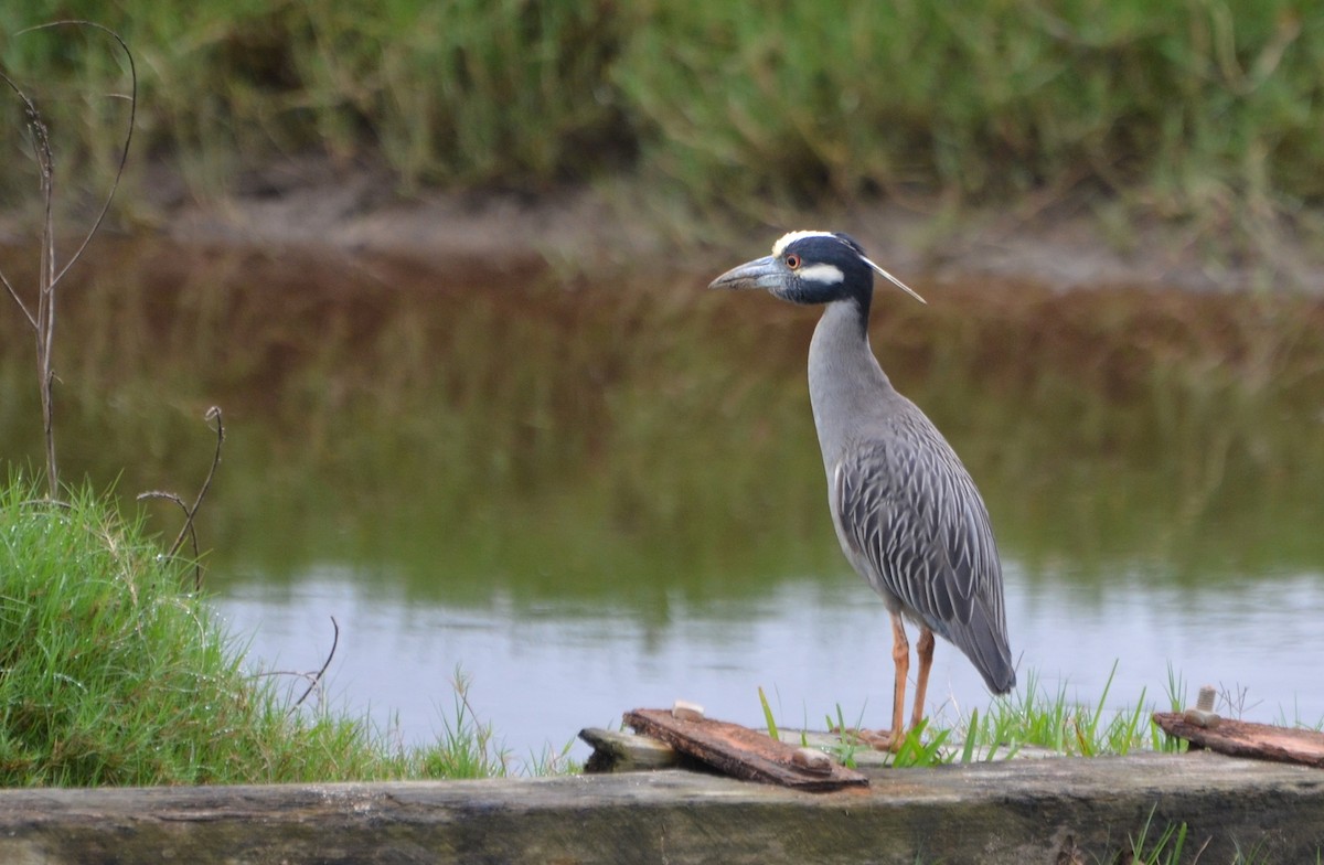 Yellow-crowned Night Heron - ML377061791